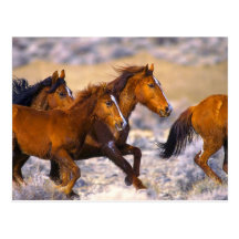 Fonctionnement de chevaux cartes postales