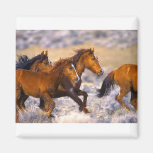 Fonctionnement de chevaux aimant pour réfrigérateur