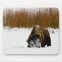 Forager de bison de Yellowstone Tapis De Souris