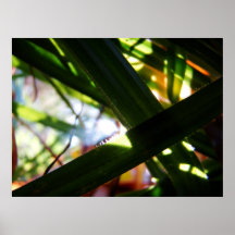 Forêt brillante posters