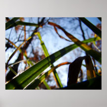 Forêt brillante poster