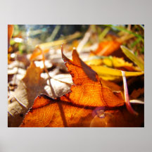 Forêt brillante posters