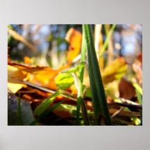 Forêt brillante poster
