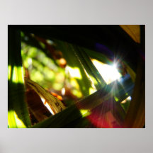 Forêt brillante posters