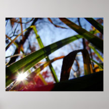 Forêt brillante affiche