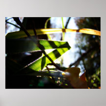 Forêt brillante posters