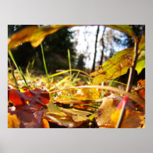 Forêt brillante poster