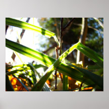 Forêt brillante poster
