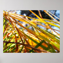 Forêt brillante posters