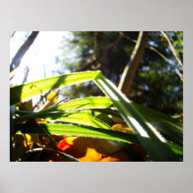 Forêt brillante poster