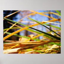 Forêt brillante posters