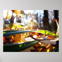 Forêt brillante posters