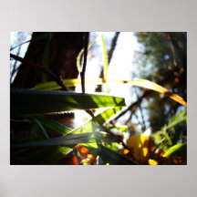 Forêt brillante posters