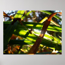 Forêt brillante poster