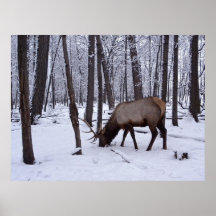 Forêt congelée poster