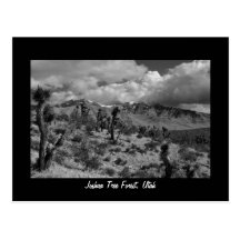 Forêt d'arbre de Joshua, Utah Carte Postale