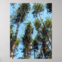 Forêt de pin rouge posters