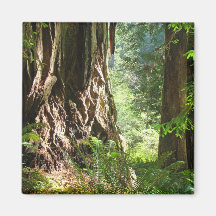 Forêt de séquoias d'aimant d'arbres de séquoia gra