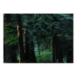 Forêt de velours cartes de visite professionnelles