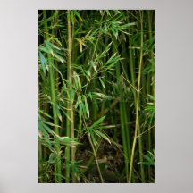 Forêt en bambou affiches