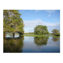 FORÊT HUMIDE D'AMAZONE CARTES POSTALES