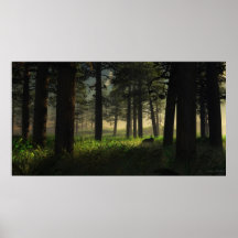 Forêt par les arbres posters