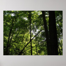 Forêt Affiche