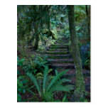 Forêt tropicale carte postale