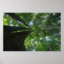 Forêt tropicale indonésienne poster