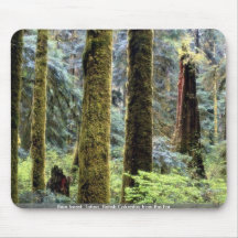 Forêt tropicale, Tofino, Colombie-Britannique de p Tapis De Souris