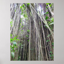 Forêt tropicale tropicale hawaïenne posters