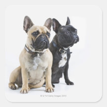 Formation et obéissance de chien autocollants