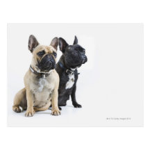 Formation et obéissance de chien carte postale