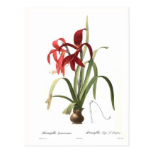 Formosissima d'amaryllis cartes postales