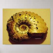 Fossile d'ammonite, Folkestone Posters