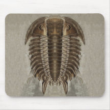 Fossile Mousepad de Trilobite Tapis De Souris