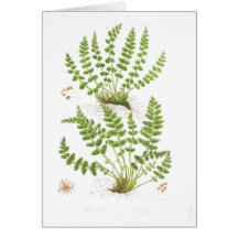 Fougère de Woodsia Cartes