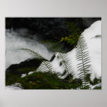Fougères dans la neige affiches