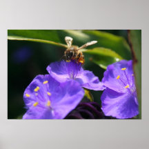 Fourmi Affiches