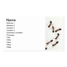 fourmis modèles de cartes de visite