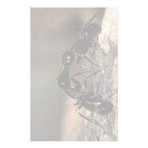 fourmis papier à lettre personnalisé