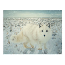 Fox arctique cartes postales