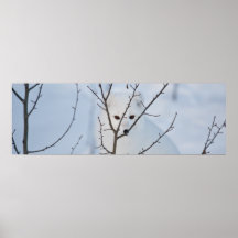 Fox arctique posters