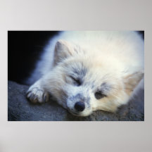 Fox arctique posters