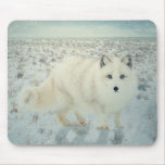 Fox arctique tapis de souris