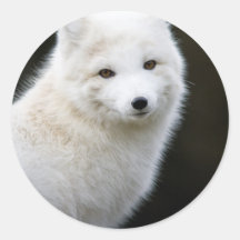Fox Artic Autocollants