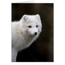 Fox Artic Cartes De Vœux
