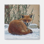 Fox dans la neige aimants pour réfrigérateur