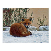 Fox dans la neige carte postale