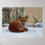 Fox dans la neige posters